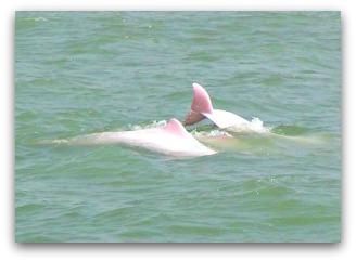 Pink Dolphins off Lantau Island