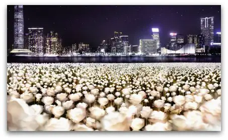 Light Rose Garden HK: 25000 LED roses lit up in the Harbour
