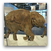 Baby Mammoth