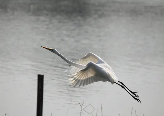 Egret in marshes