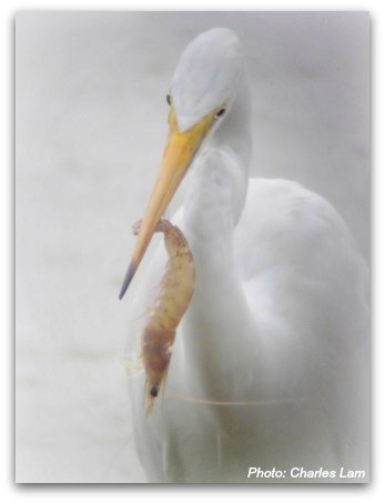 Mai Po Nature Reserve:  An egret catches a shrimp for dinner 