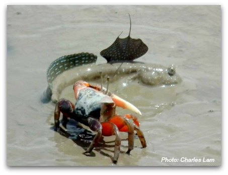 Mai Po Nature Reserve: Mudskipper and Crab  