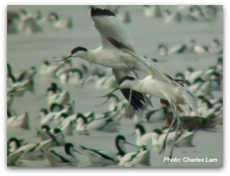 Mai Po Nature Reserve: Pied Avocet in flight  