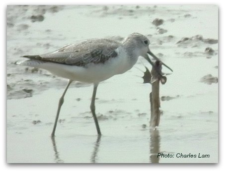 Mai Po Nature Reserve: Wood Sandpiper eating Mudskipper  