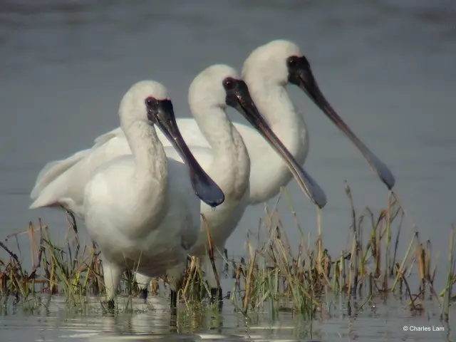 A trio of Black-Faced Spoonbills at Mai Po Nature Reserve