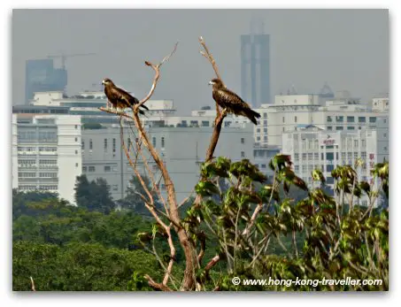 Mai Po Nature Reserve Bird Hides