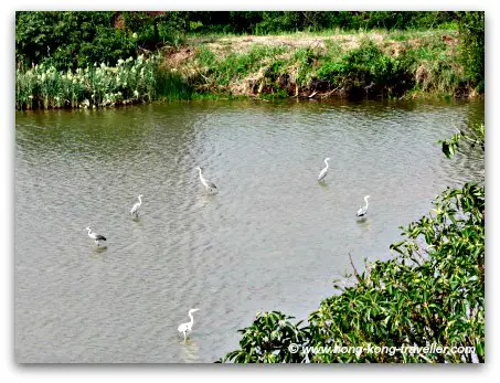 Mai Po Nature Reserve  Views from the  Bird Hides: Gray Herons