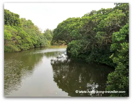 Mai Po Nature Reserve Mangroves