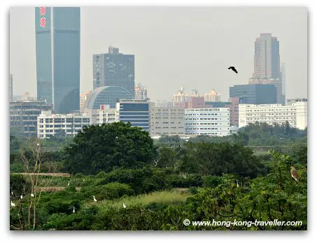 Mai Po Nature Reserve Shenzhen Skyline