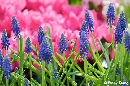 Hong Kong Flower Show in March