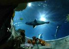 Ocean Park Aquarium