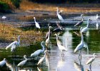 Migrating Birds Nature Reserves in Hong Kong