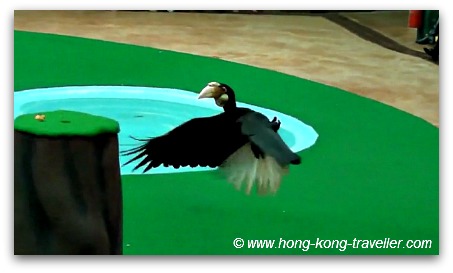 Ocean Park Bird Show