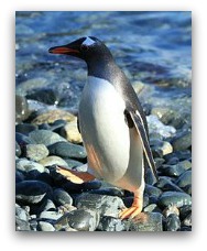 Ocean Park Polar Adventure King Penguin