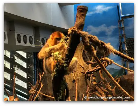 Golden Snub-Nosed Monkey at Ocean Park