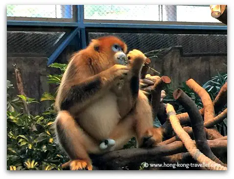 Golden Snub-Nosed Monkey at Ocean Park