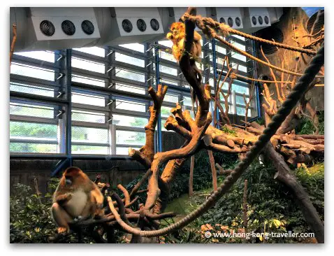 Golden Snub-Nosed Monkey at Ocean Park
