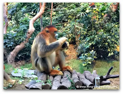 Golden Snub-Nosed Monkey at Ocean Park