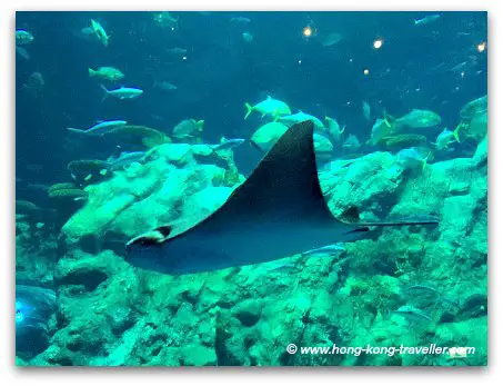 Ocean Park Grand Aquarium Eagle Ray