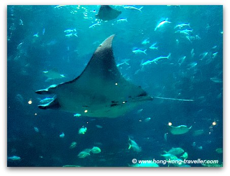 Ocean Park Grand Aquarium Giant Manta