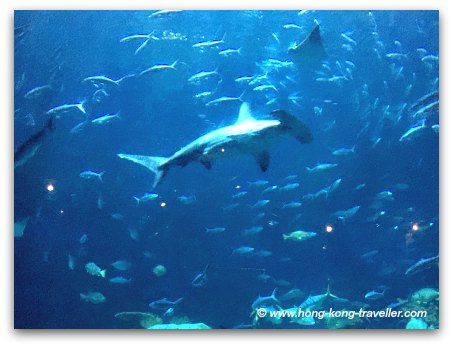 Ocean Park Grand Aquarium Hammerhead Shark