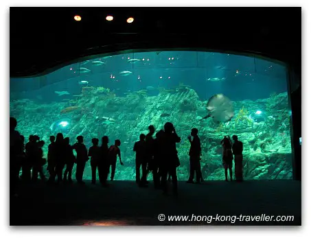 Ocean Park Grand Aquarium Viewing Pannel