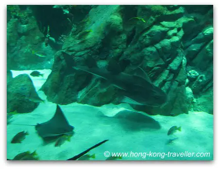 Ocean Park Grand Aquarium Viewing Pannel