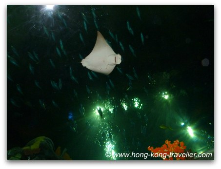 Ocean Park Grand Aquarium Reef Tunnel Dome