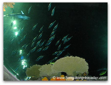 Ocean Park Grand Aquarium Reef Tunnel Dome