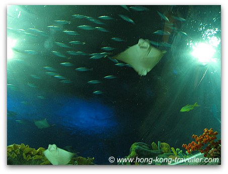 Ocean Park Grand Aquarium Reef Tunnel Dome