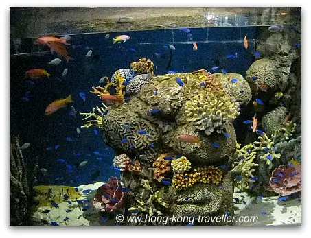 Ocean Park Reef Aquarium