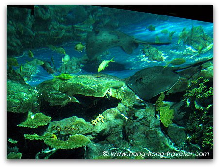 Ocean Park Reef Aquarium