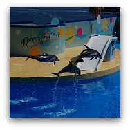 Ocean Park Highlights: Dolphin and Seal Shows