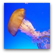 Ocean Park Highlights: The Jelly Fish Aquarium