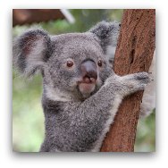 Ocean Park Highlights: Koalas at Australian Adventure