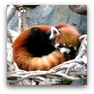 Ocean Park Highlights: Red Pandas