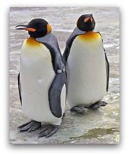 Ocean Park Polar Adventure King Penguin