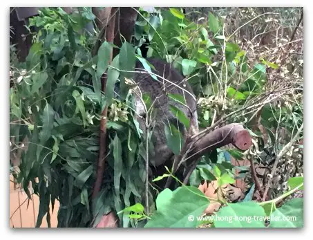 Koalas at Ocean Park