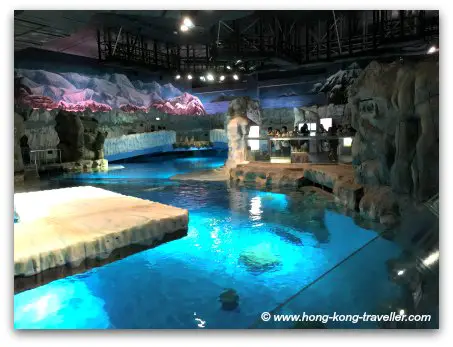 Ocean Park North Pole Encounter Seal Pools