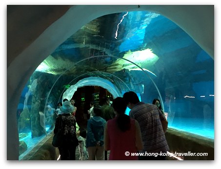 Ocean Park North Pole Encounter tunnels for underwater viewing