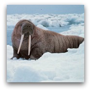 Ocean Park Polar Adventure Pacific Walrus