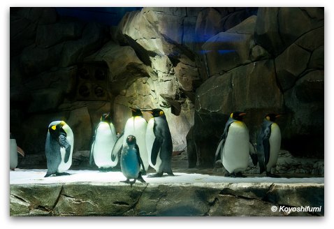 Penguins at Ocean Park Polar Adventure