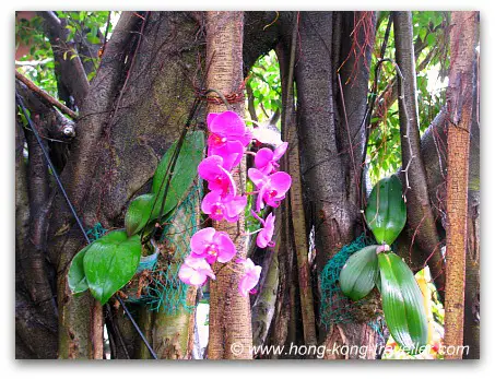 The Rainforest at Ocean Park