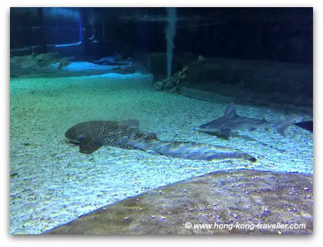 Ocean Park Shark Mystique Leopard Sharks resting in the bottom