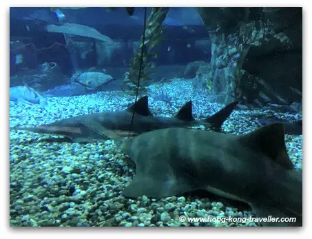 Ocean Park Shark Mystique Sawsharks