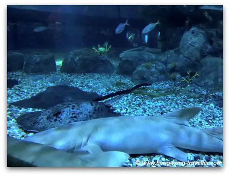 Ocean Park Shark Mystique Sharks and Marble Rays