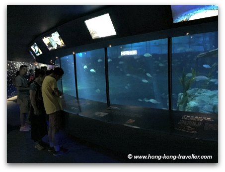 Ocean Park Shark Mystique underwater viewing areas