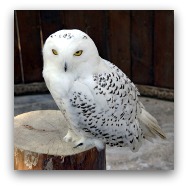Ocean Park Polar Adventure Snowy Owl