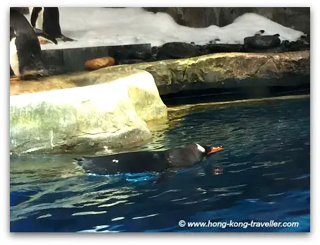 Ocean Park South Pole Spectacular  Gentoo Penguin Swimming
