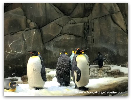 Ocean Park South Pole Spectacular King Penguins